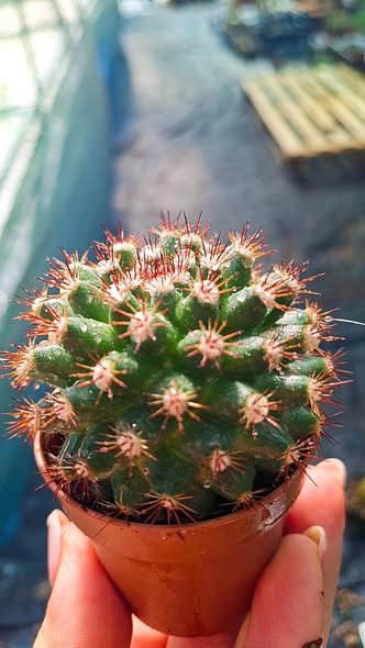 Mammillaria Sp