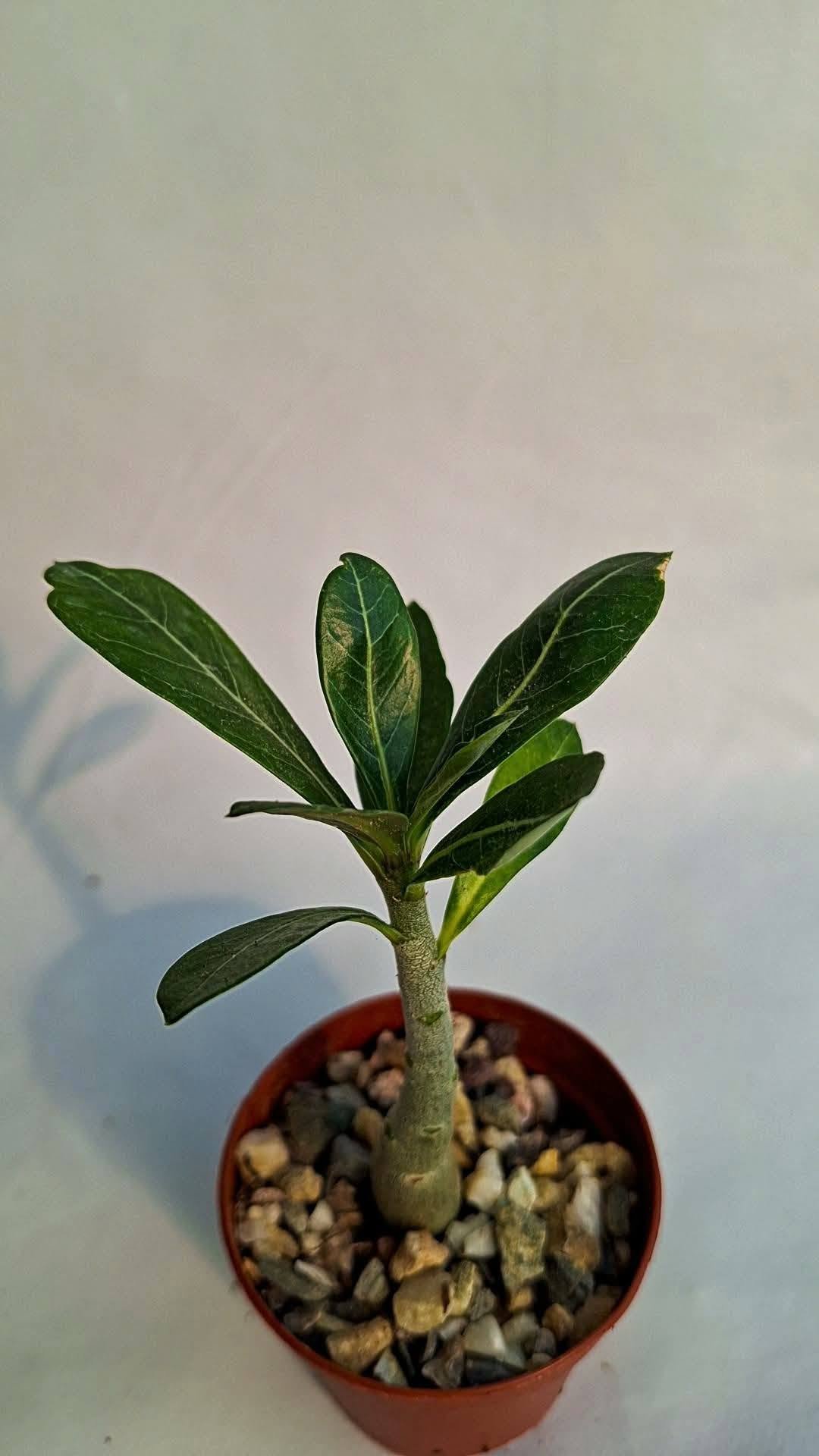 Adenium Hybrid hoa Bach 983