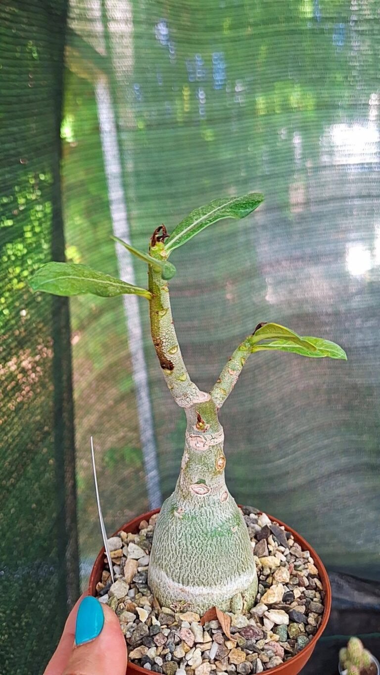 Adenium Pink zing