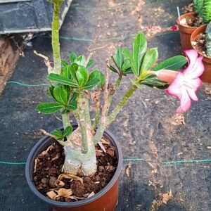 Adenium obesum