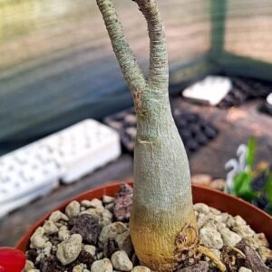 Adenium somalense kenya