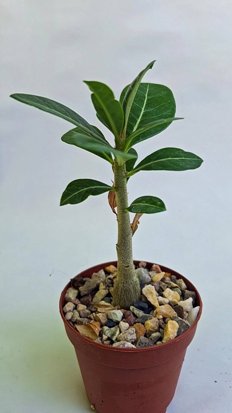 Adenium still loving 124
