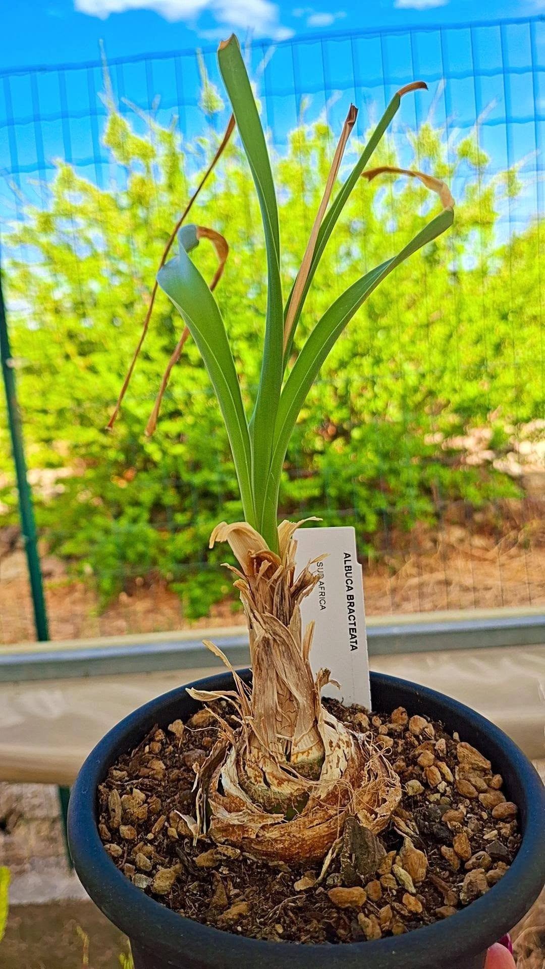 Albuca Bracteata