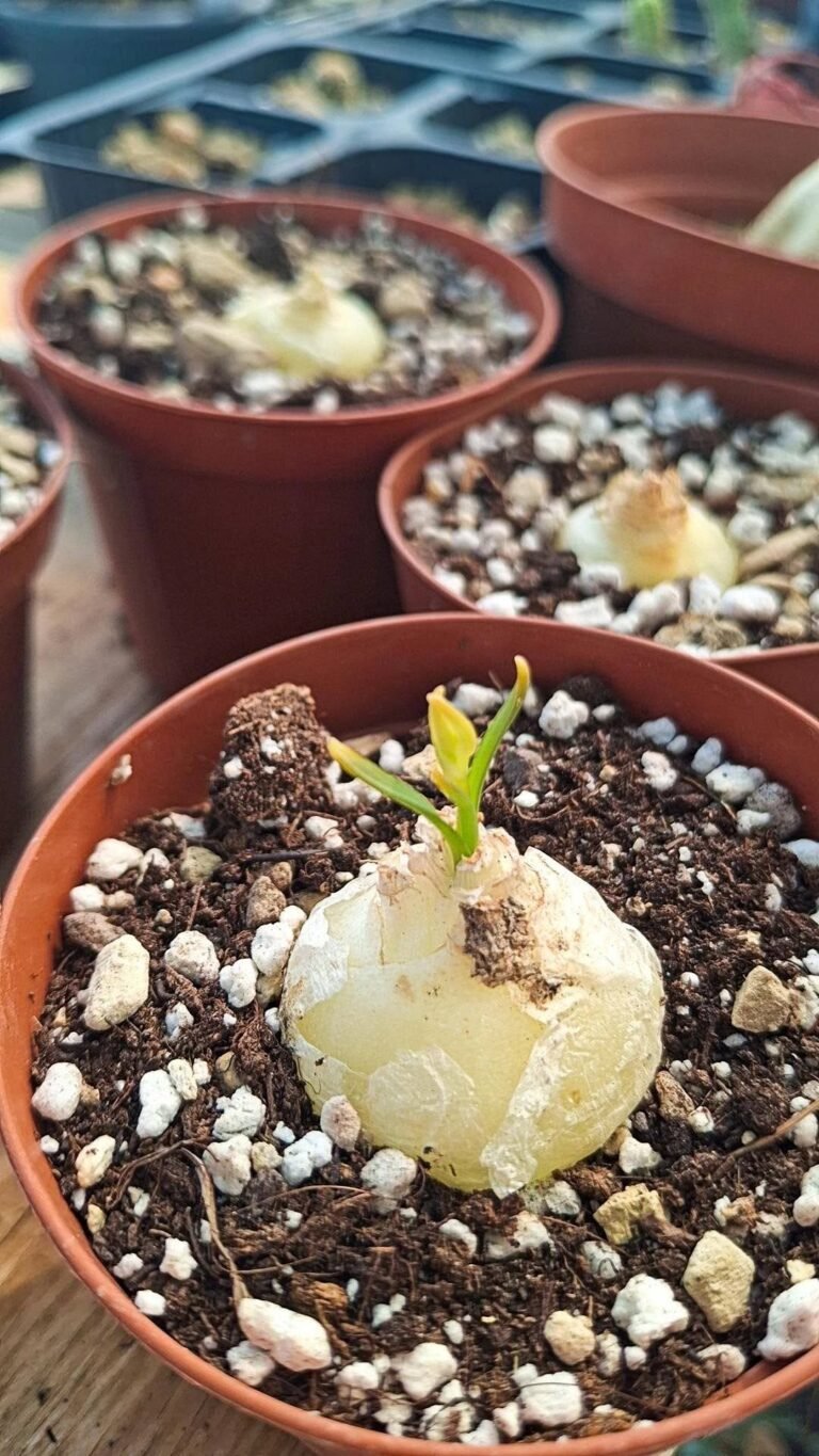Albuca Bruce-bayeri