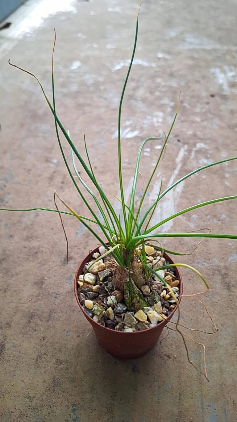 Albuca spec. Nov. Aff. Humilis