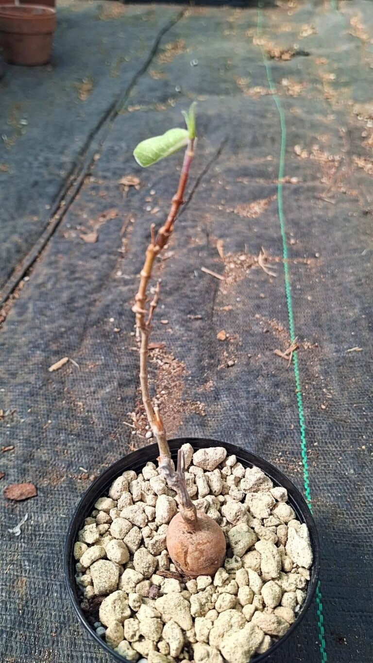 Baseonema Gregorii