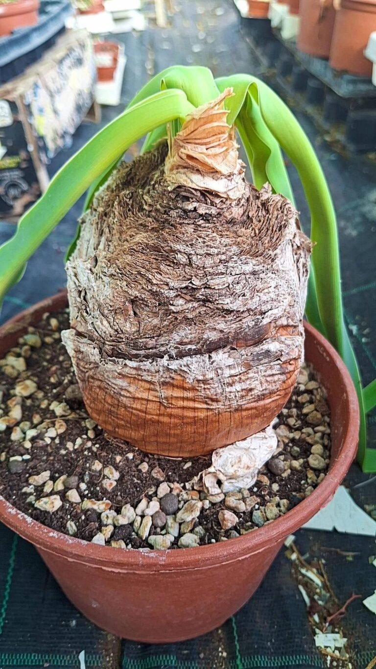Boophone Disticha