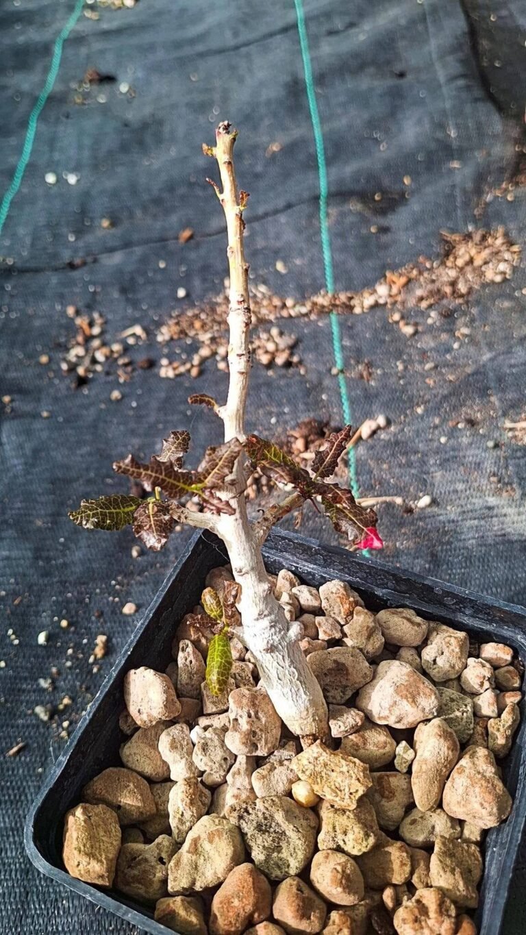 Boswellia nana