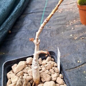 Boswellia nana