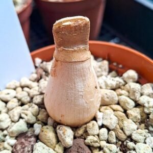 Brunsvigia Radulosa