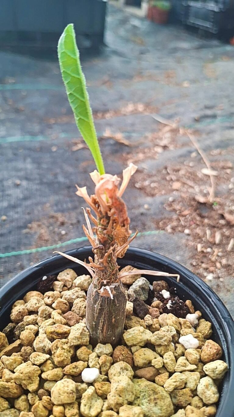 Cephalopentandra Ecirrhosa