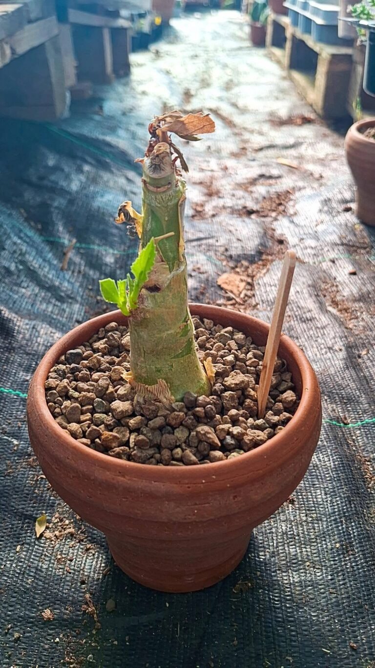 Cyphostemma Juttae