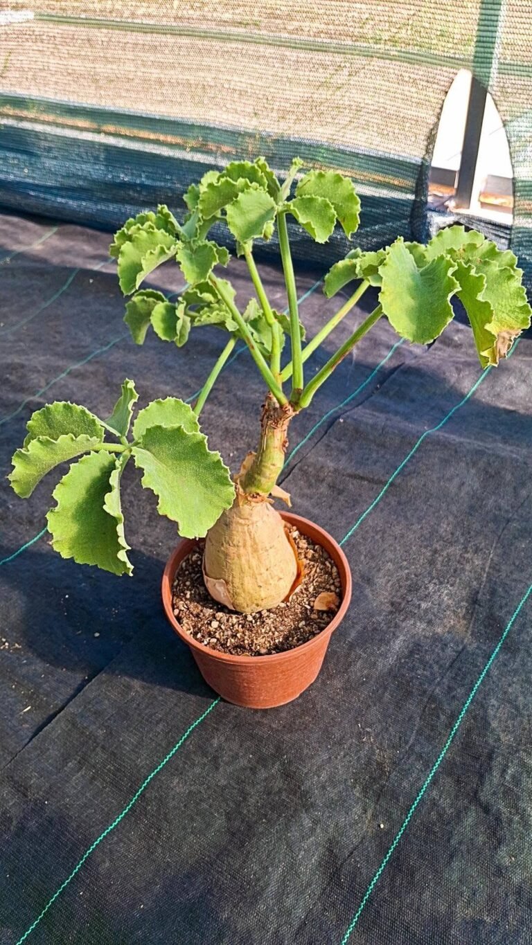 Cyphostemma Uter