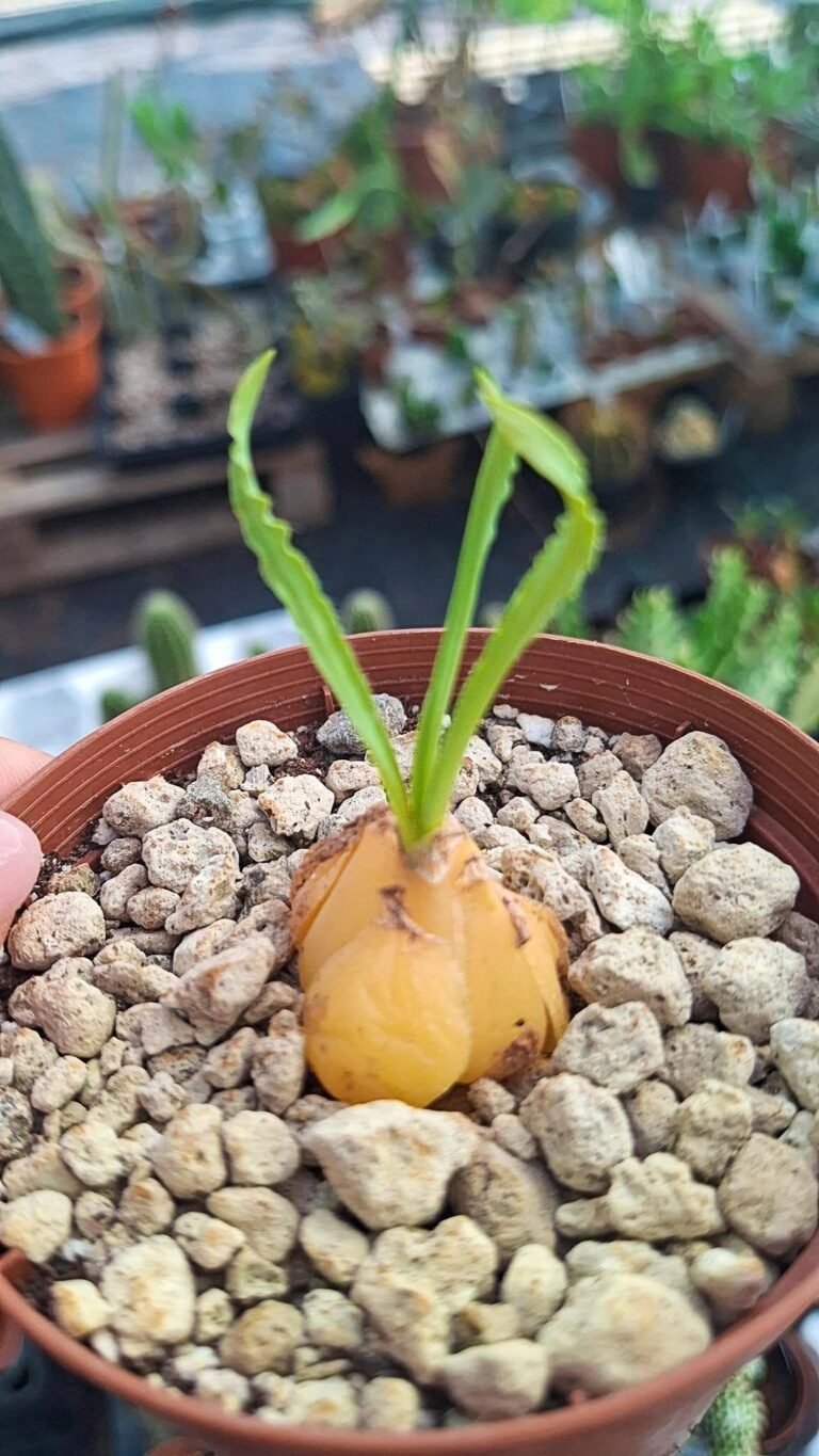 Drimia Crispa