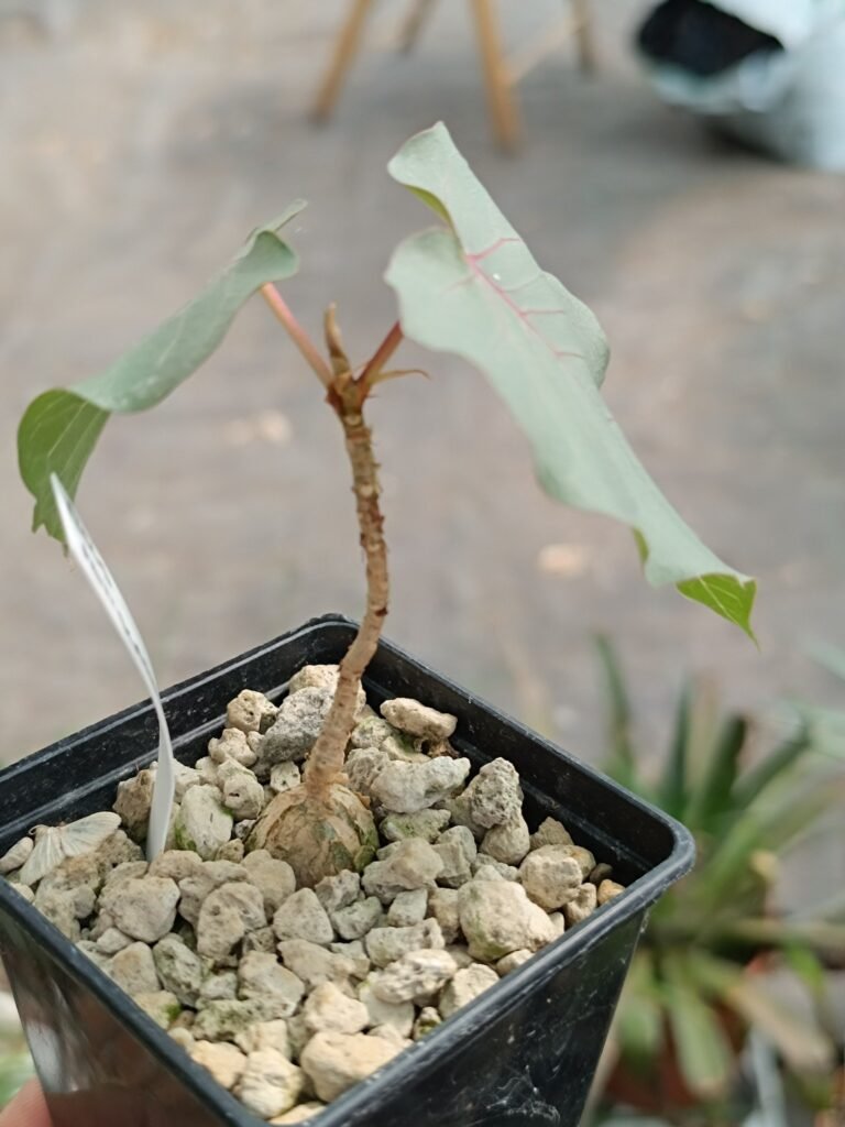 Ficus Petiolaris