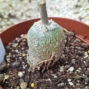 Fockea Edulis