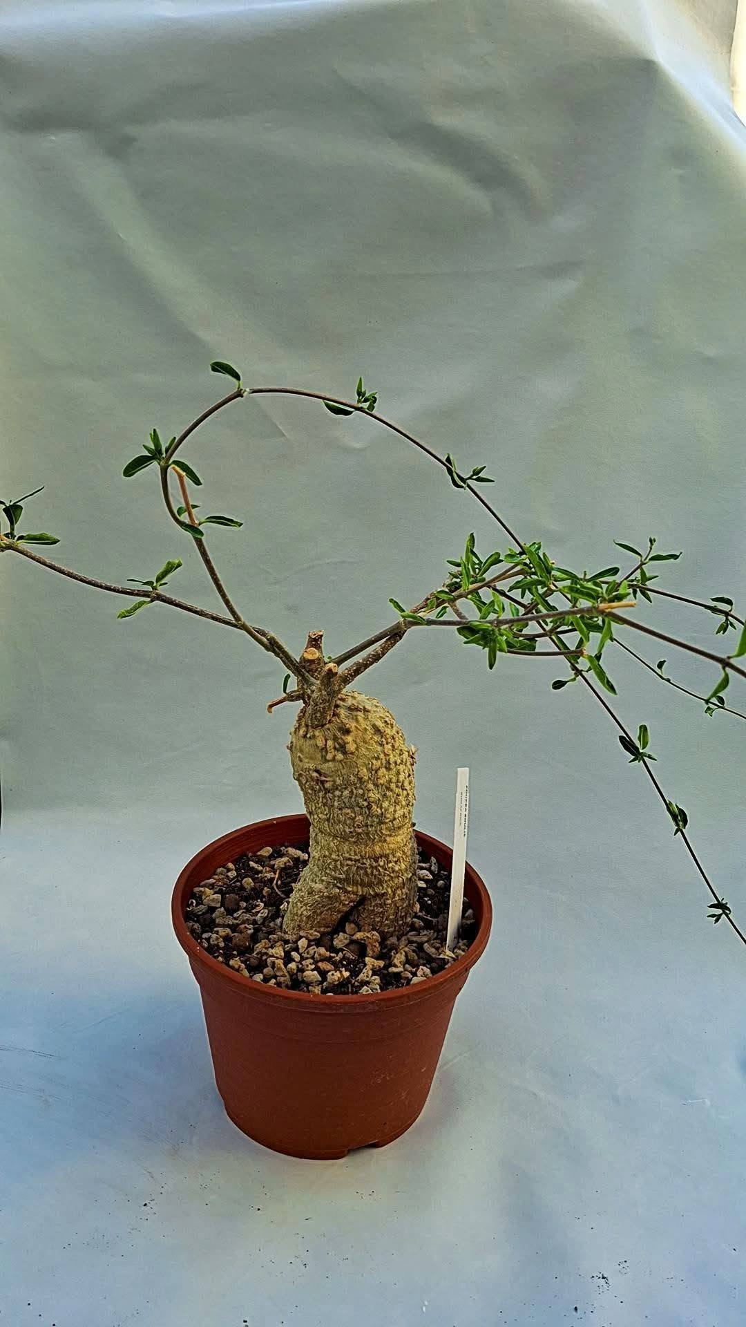 Fockea Edulis