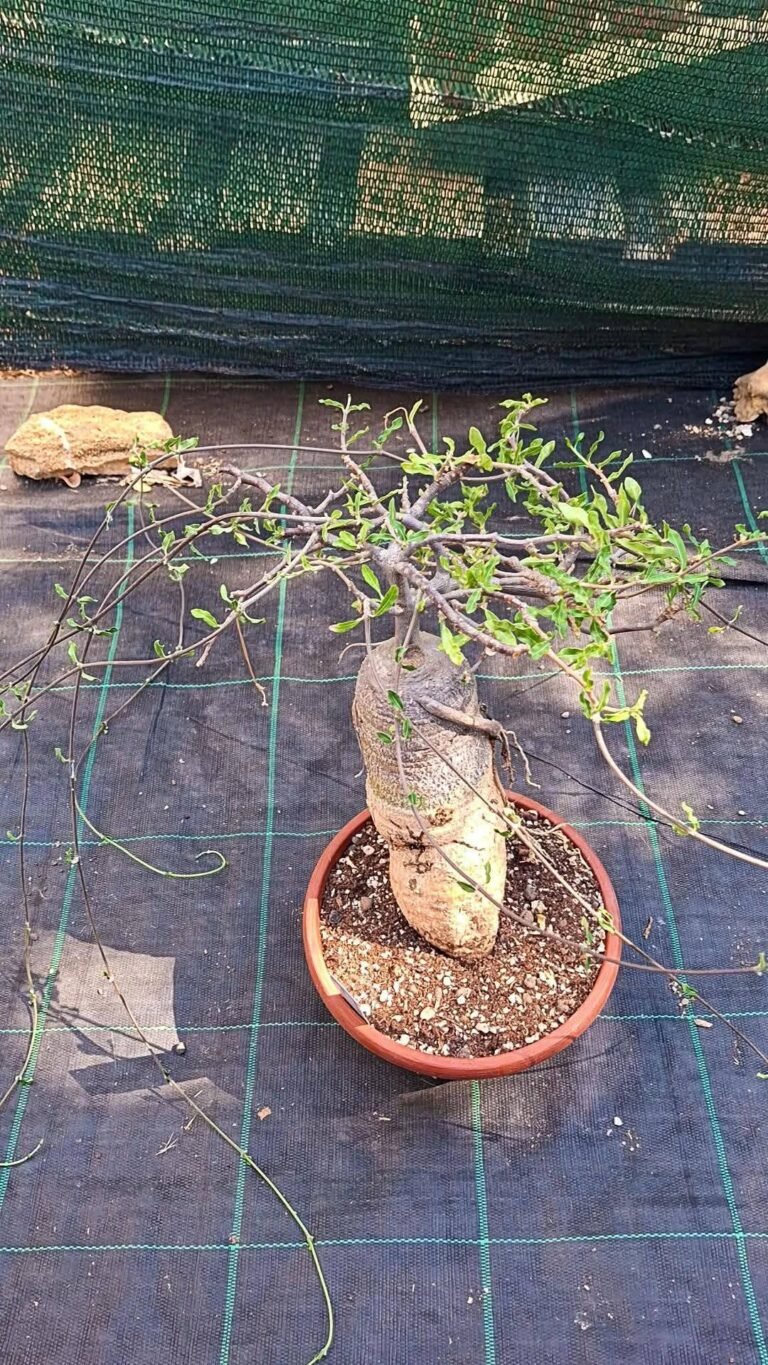 Fockea edulis adulte