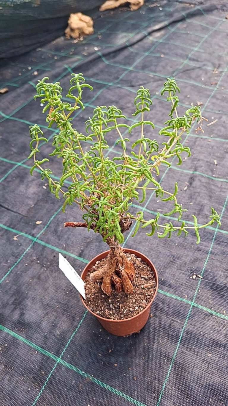 Mestoklema Tuberosa