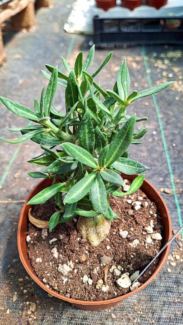 Siracactus-caudex-Pachypodium-bispinosum-1.jpg