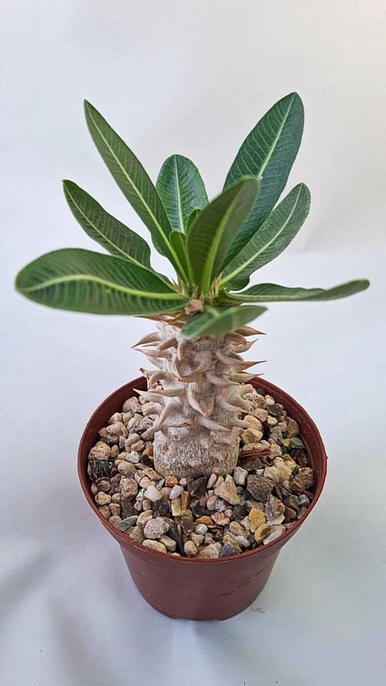 Pachypodium Densiflorum