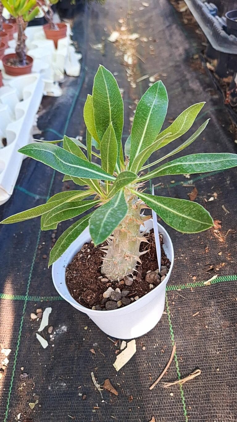 Pachypodium horombense