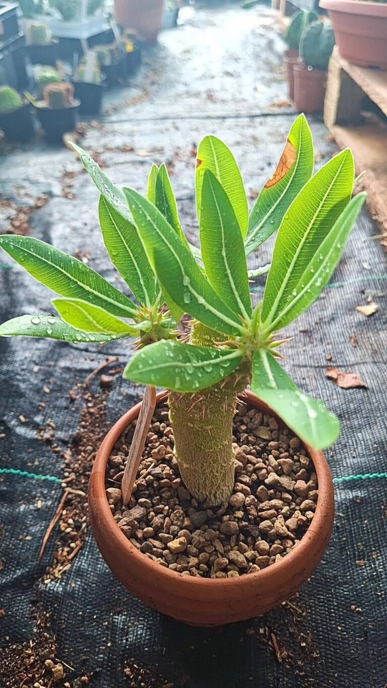 Pachypodium Horombense