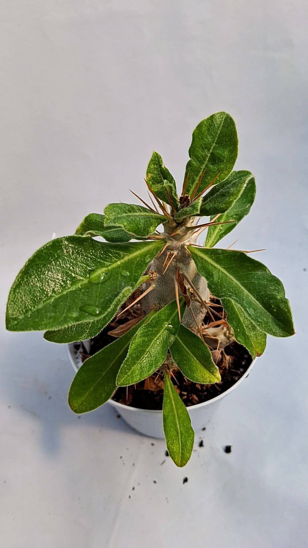 Pachypodium Saundersii