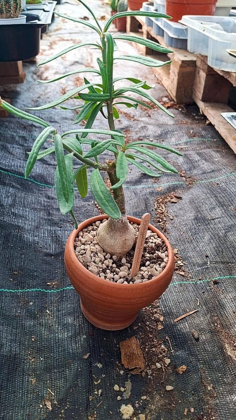 Pachypodium succulentum