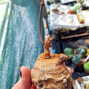 Raphionacme Globosa