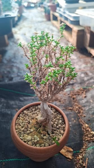 Trichodiadema bulbosum