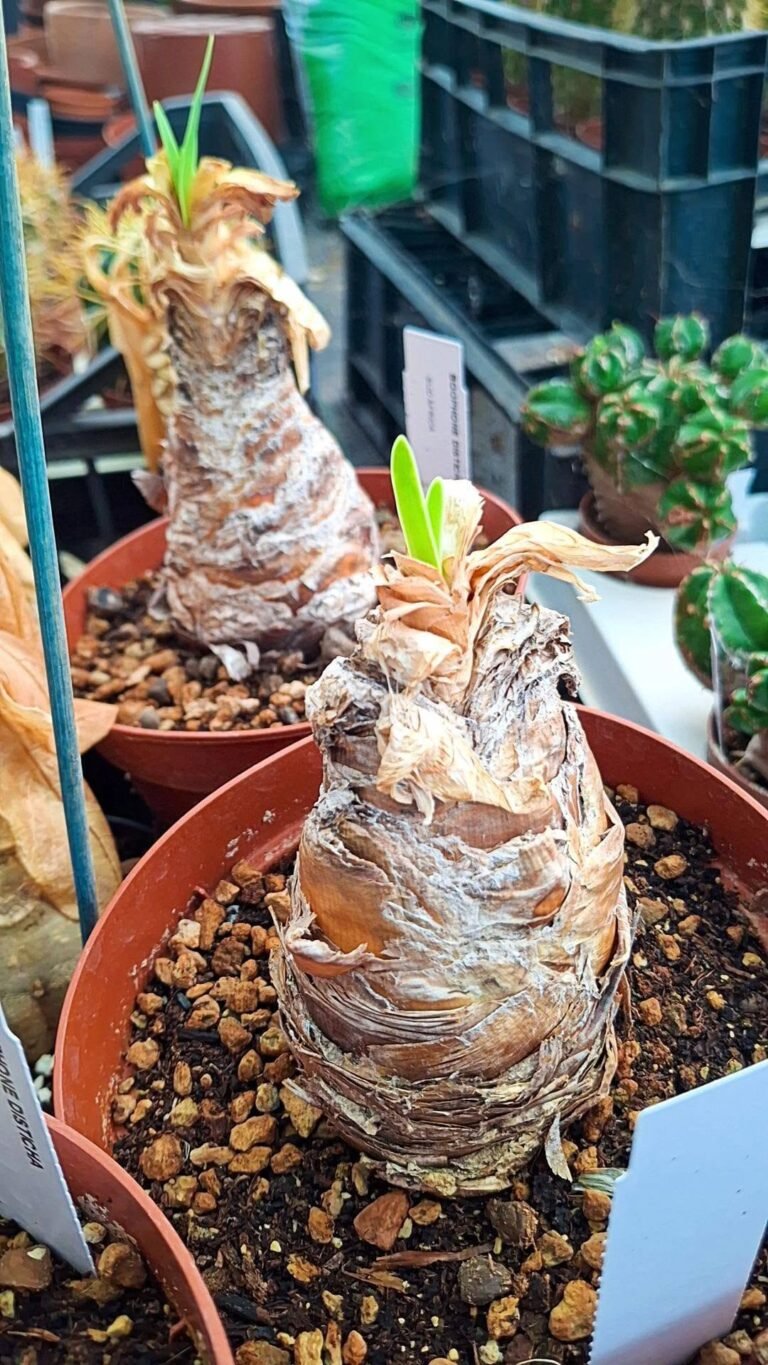 Boophone Disticha