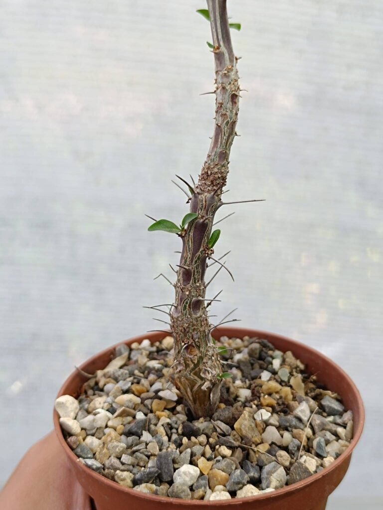 Fouquieria Macdougalii