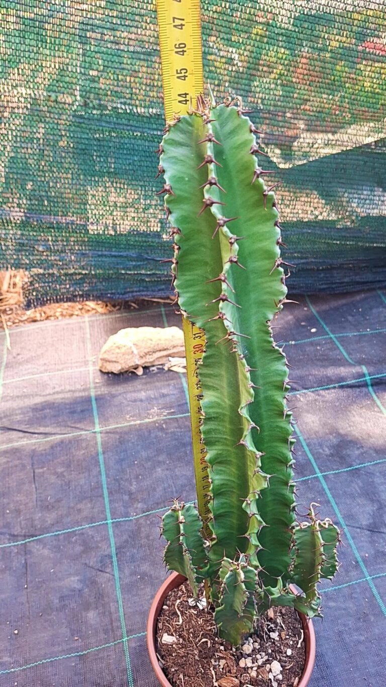 Euphorbia Eritrea