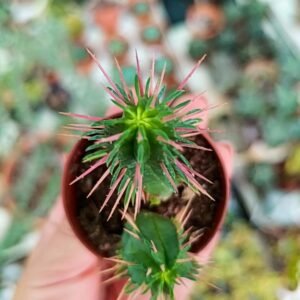 Euphorbia Ferox
