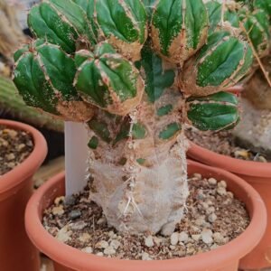Euphorbia handiensis bonsai