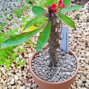 Euphorbia hofstaetteri