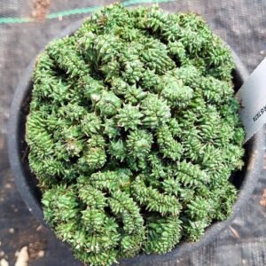Euphorbia Horrida Crestata