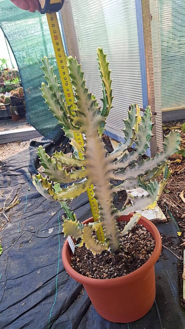 Euphorbia lactea White Ghost big size