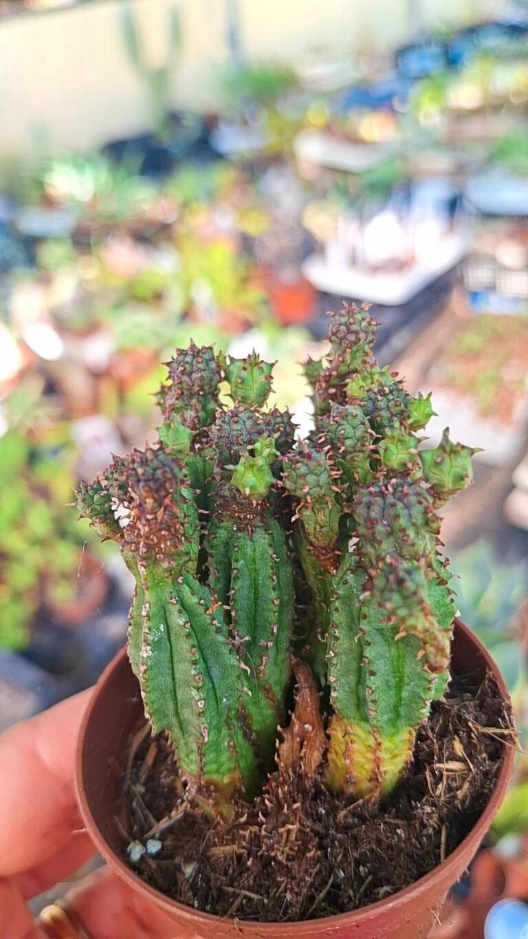 Euphorbia Mammillaris
