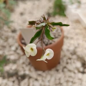 Euphorbia milii f. giallo chiaro/ bianco