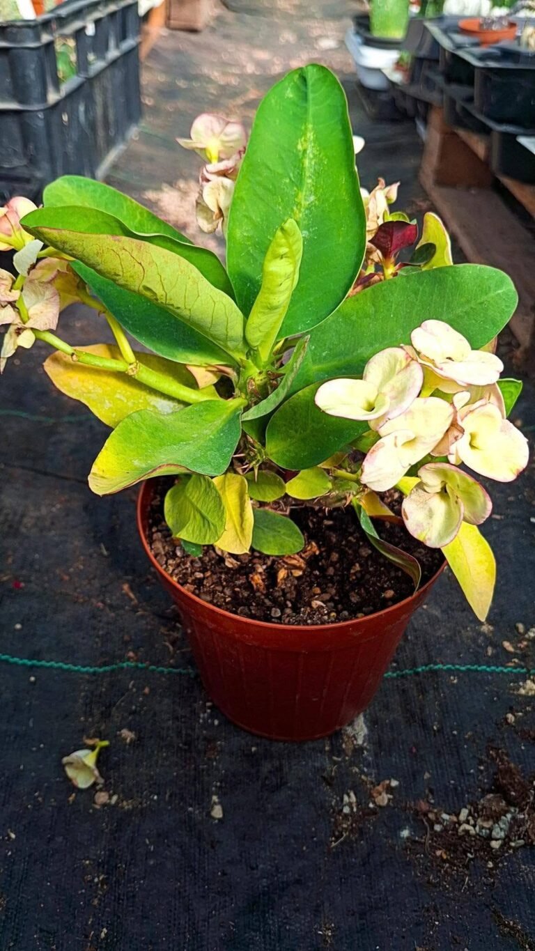 Euphorbia milii fiore giallo rosato