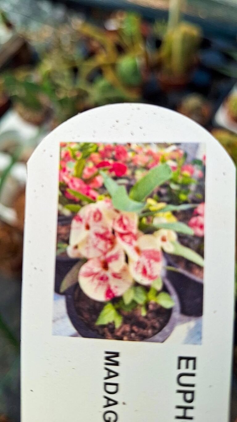 Euphorbia milii fiore screziato