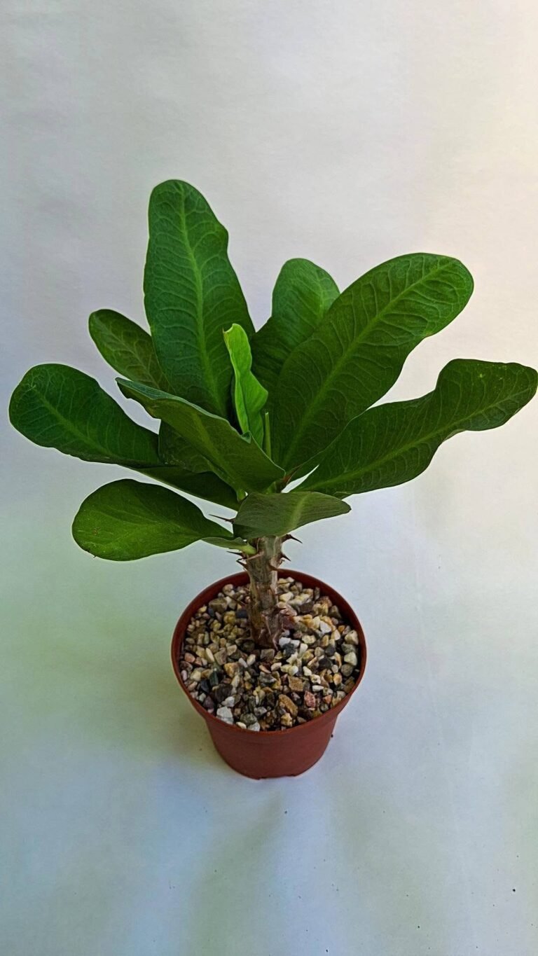 Euphorbia milii grandiflora thai Hybrid khulap khilan