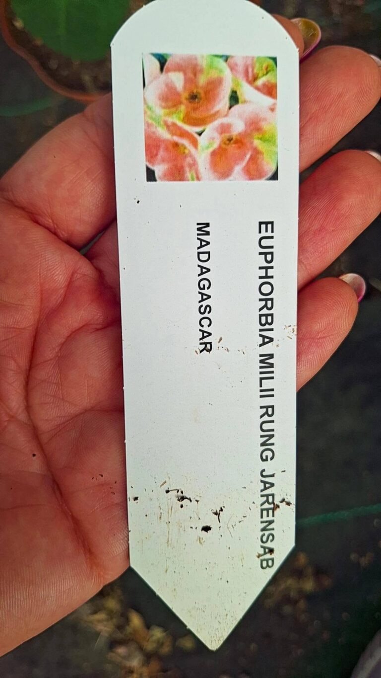 Euphorbia milii rung jarensab