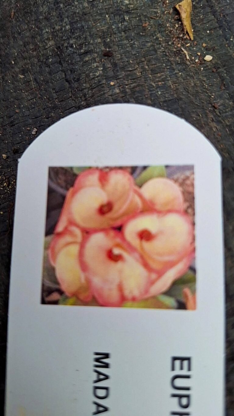 Euphorbia milii sang suriya