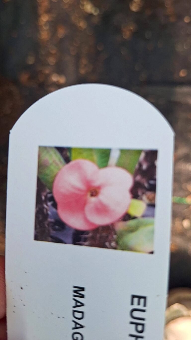 Euphorbia milii thong Kon