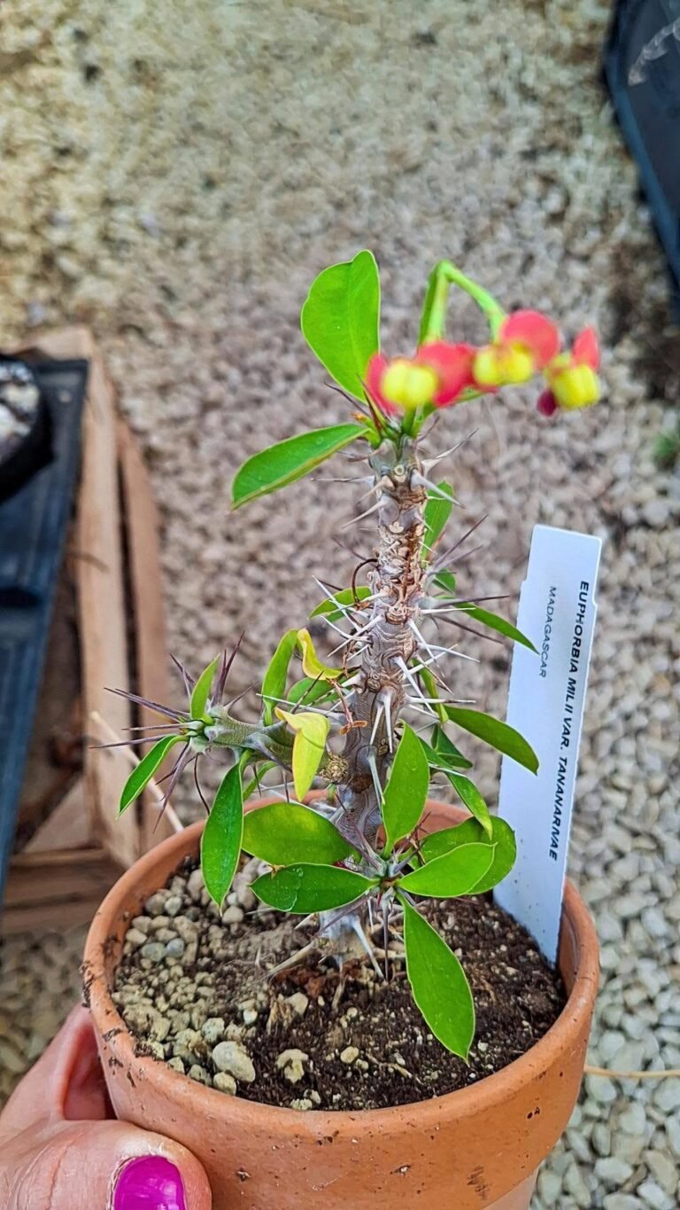 Euphorbia milii v tananarivae