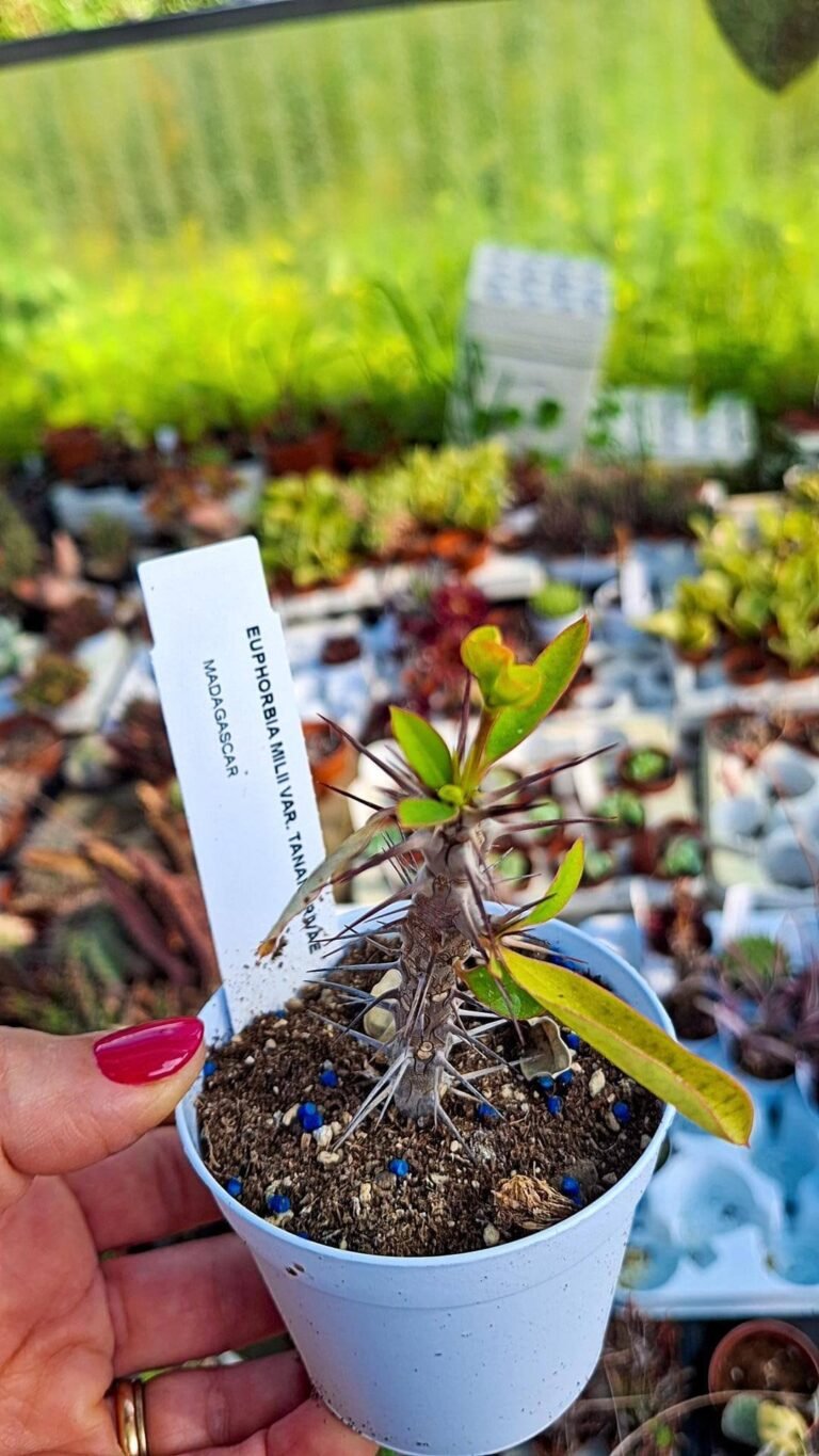 Siracactus-euphorbiaceae-Euphorbia-milii-v-tananarivae.jpg