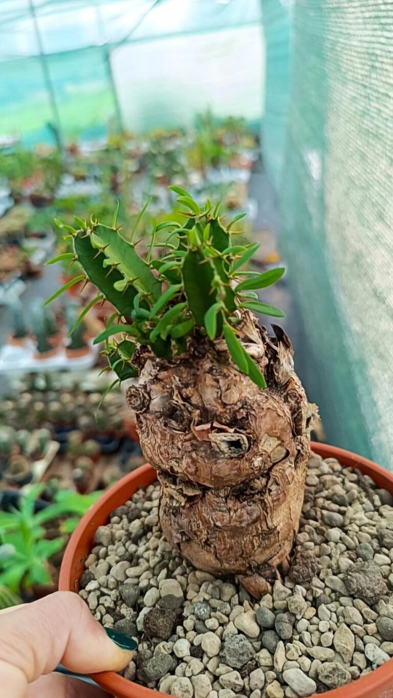 Euphorbia mlanjeana